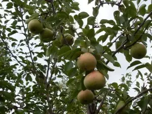 Pear variety in memory of Yakovlev - characteristics and advantages of the variety