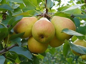 Pear variety in memory of Yakovlev - characteristics and advantages of the variety