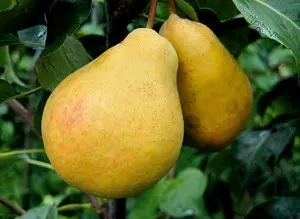 Pear variety in memory of Yakovlev - characteristics and advantages of the variety