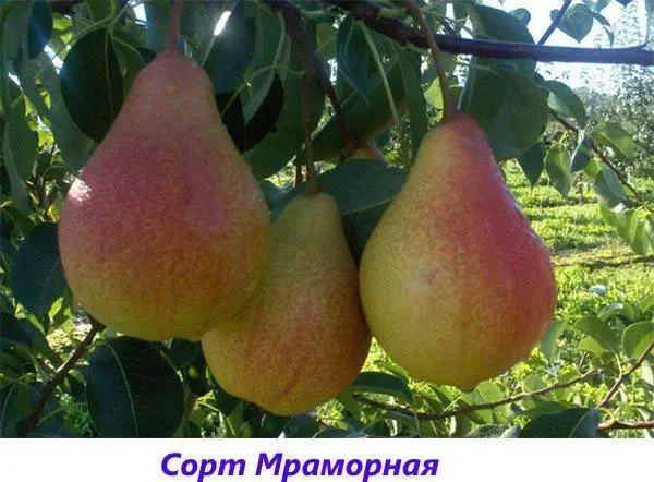 Pear variety in memory of Yakovlev &#8211; characteristics and advantages of the variety