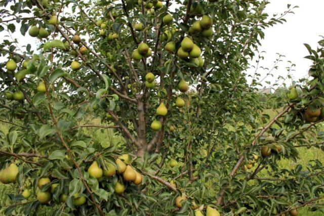 Pear variety Kokinskaya: description, photo, reviews