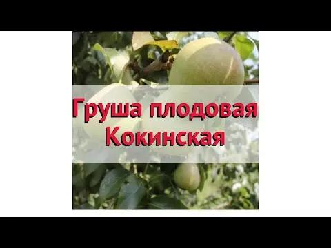 Pear variety Kokinskaya: description, photo, reviews