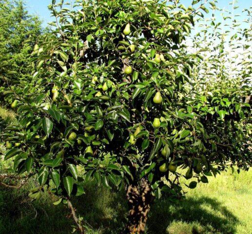 Pear variety Krasnobokaya: photo and description