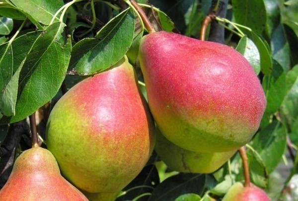 Pear variety Krasnobokaya: photo and description