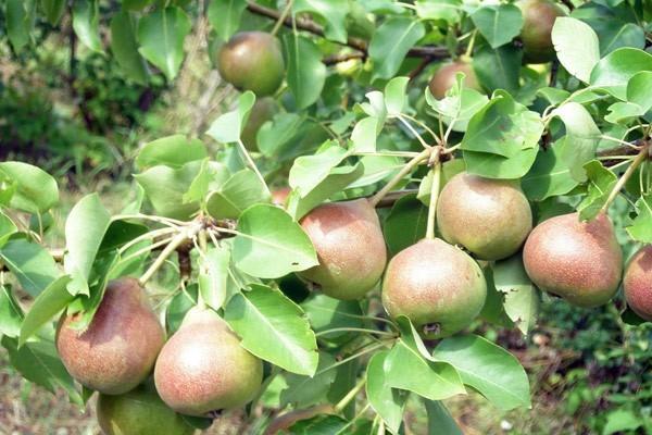 Pear variety Krasnobokaya: photo and description