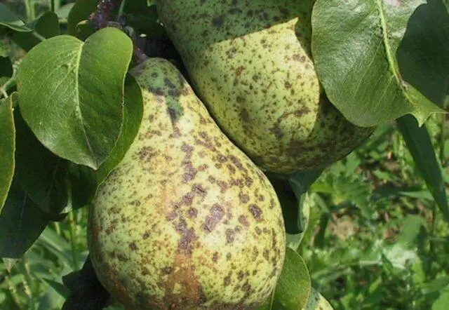 Pear variety Krasnobokaya: photo and description