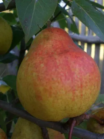 Pear variety Krasnobokaya: photo and description