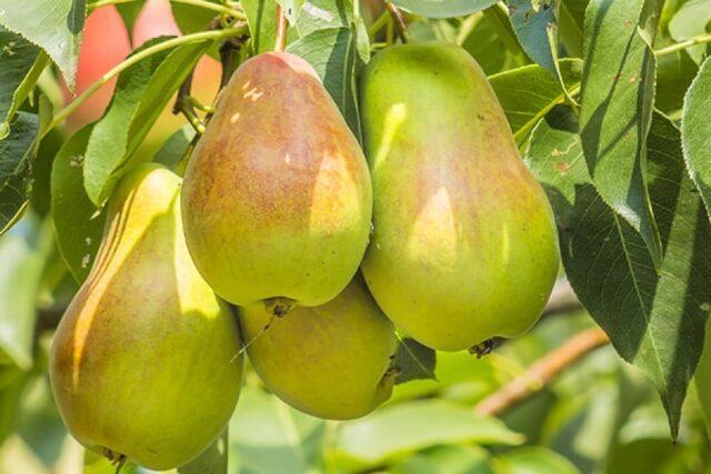 Pear variety Krasnobokaya: photo and description