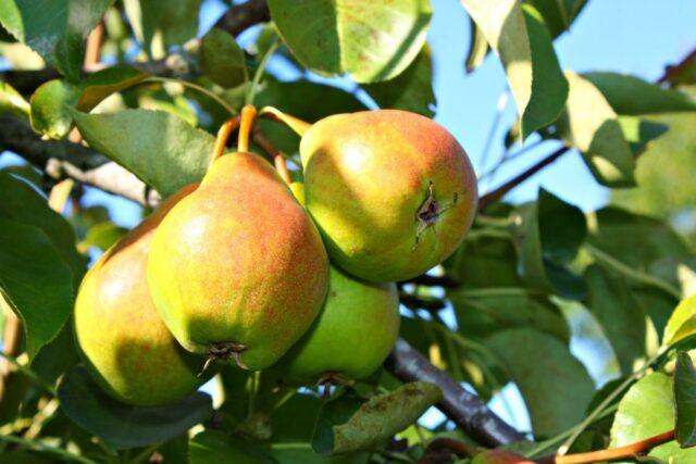 Pear variety Kupava: photo and description