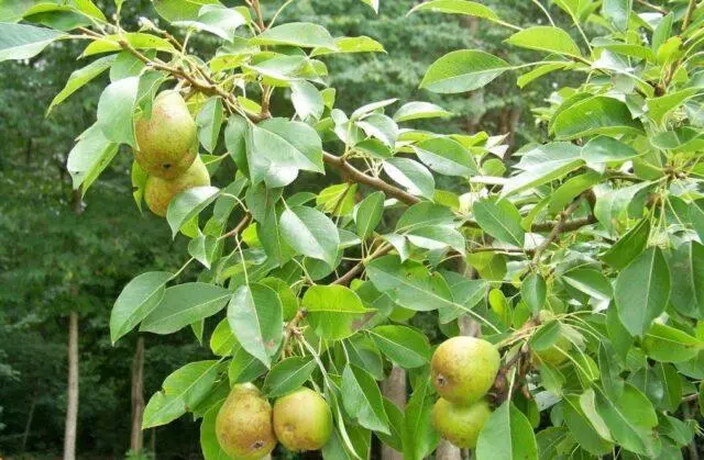 Pear variety Kupava: photo and description