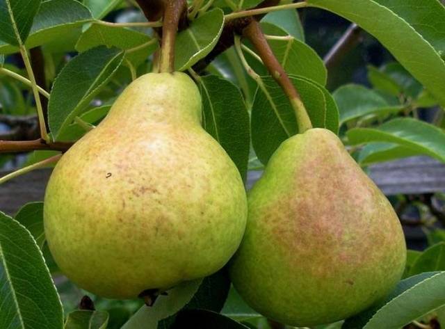 Pear variety Lyubimitsa Yakovleva: reviews