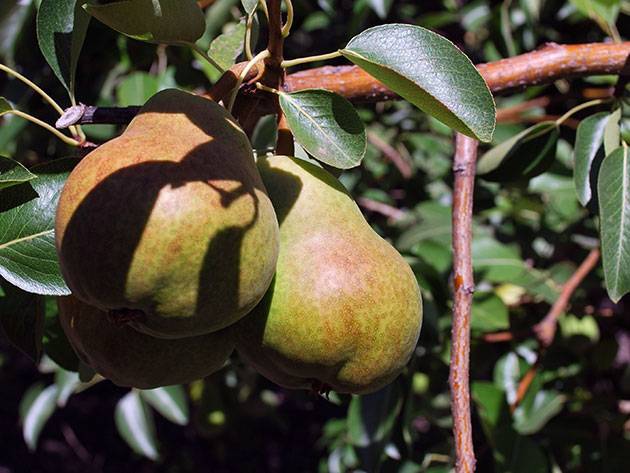 Pear variety Lyubimitsa Yakovleva: reviews