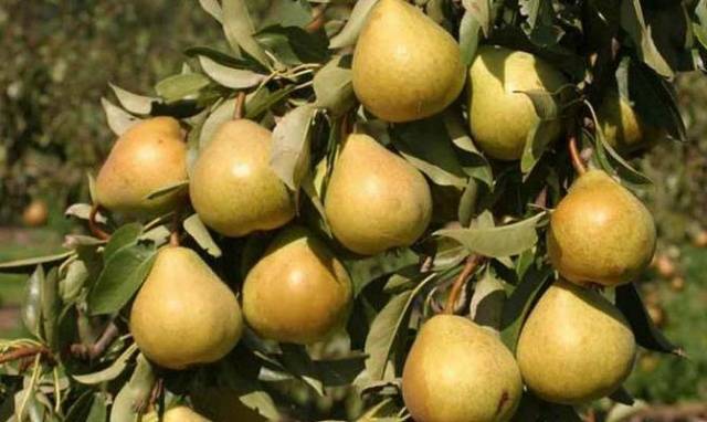 Pear variety Lyubimitsa Yakovleva: reviews