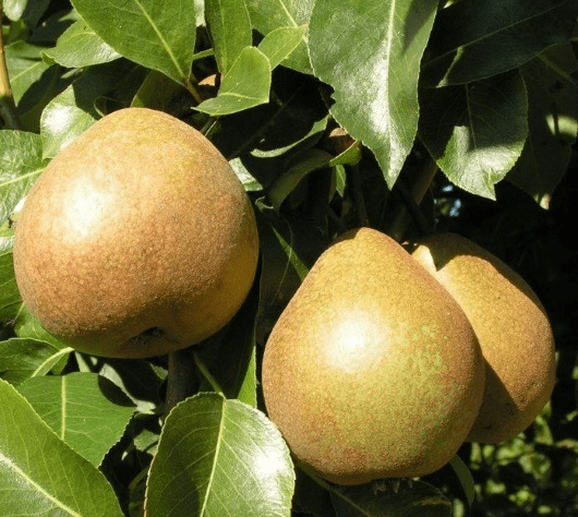 Pear variety Lyubimitsa Yakovleva: reviews