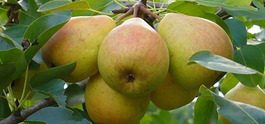 Pear variety Lyubimitsa Yakovleva: reviews