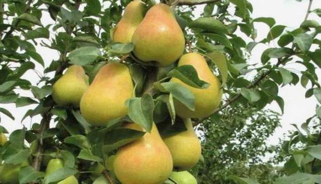 Pear variety Lyubimitsa Yakovleva: reviews