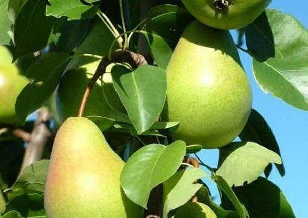 Pear variety Lyubimitsa Yakovleva: reviews