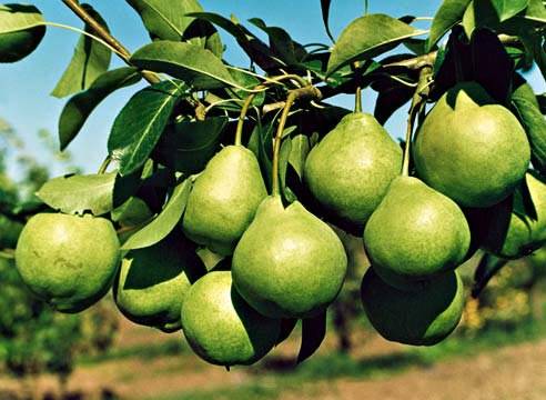 Pear variety Lyubimitsa Yakovleva: reviews