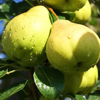 Pear variety Lyubimitsa Yakovleva: reviews