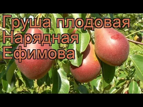 Pear variety Naryadnaya Efimova: description, photo, reviews