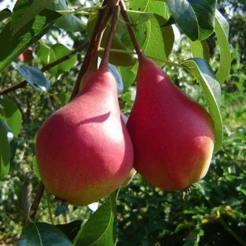 Pear variety Naryadnaya Efimova: description, photo, reviews