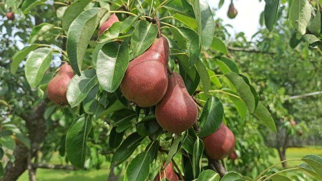 Pear variety Naryadnaya Efimova: description, photo, reviews