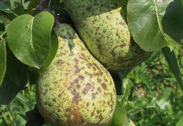 Pear variety Naryadnaya Efimova: description, photo, reviews