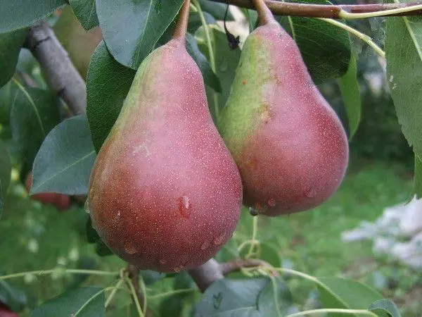 Pear variety Naryadnaya Efimova: description, photo, reviews