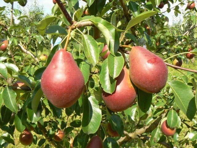 Pear variety Naryadnaya Efimova: description, photo, reviews