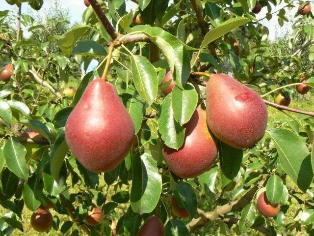 Pear variety Naryadnaya Efimova: description, photo, reviews