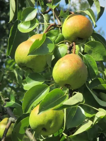 Pear variety Naryadnaya Efimova: description, photo, reviews