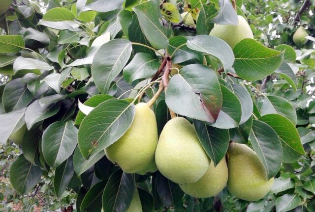 Pear variety Permyachka: description, photo, reviews