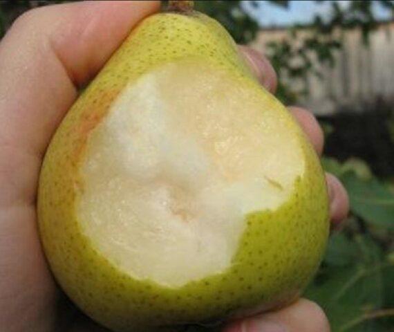 Pear variety Permyachka: description, photo, reviews