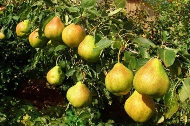 Pear variety Permyachka: description, photo, reviews