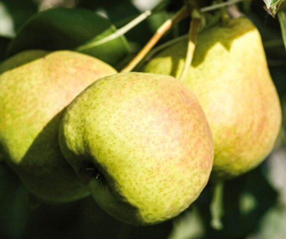 Pear variety Permyachka: description, photo, reviews