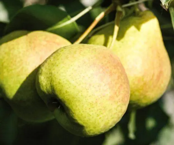 Pear variety Permyachka: description, photo, reviews