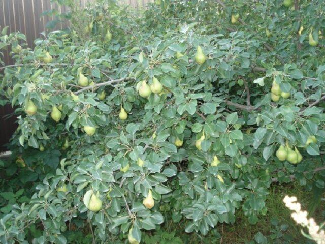 Pear variety Permyachka: description, photo, reviews