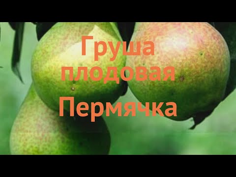 Pear variety Permyachka: description, photo, reviews