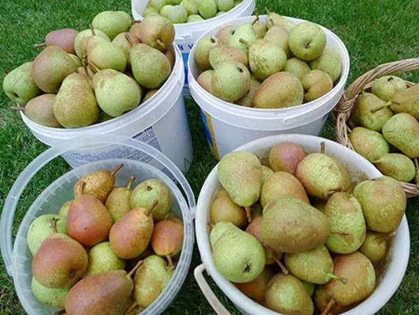 Pear variety Severyanka