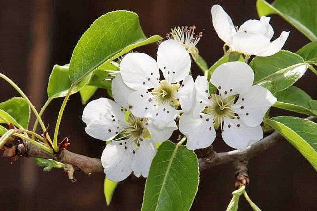 Pear variety Severyanka