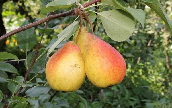 Pear variety Severyanka