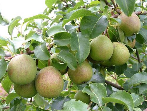 Pear variety Severyanka