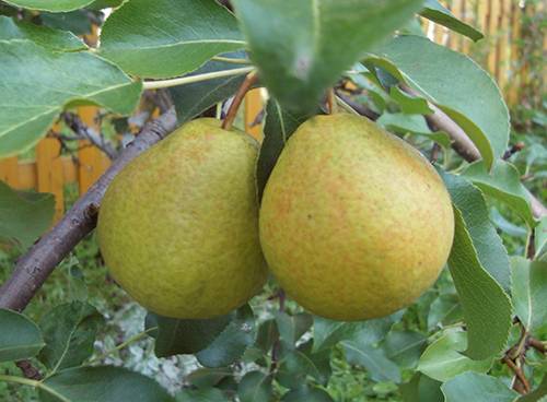 Pear variety Severyanka