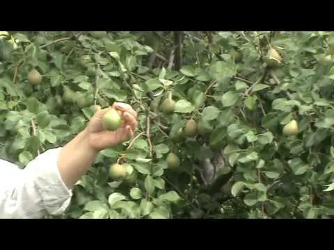 Pear variety Severyanka