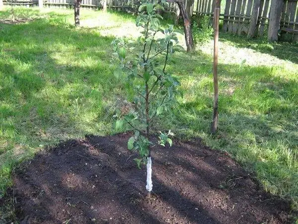 Pear variety Severyanka