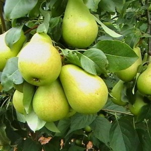 Pear variety Severyanka