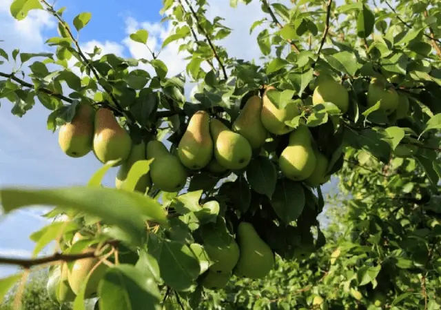 Pear variety Skazochnaya: description, photo, reviews