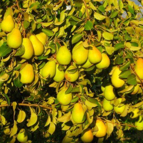 Pear variety Skazochnaya: description, photo, reviews