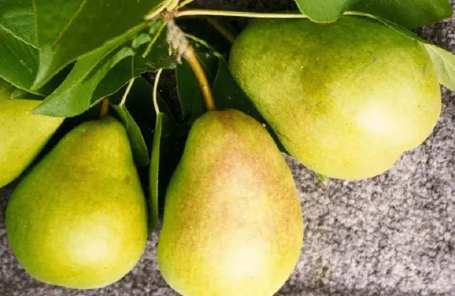 Pear variety Skazochnaya: description, photo, reviews