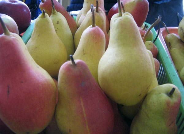 Pear variety Talgar beauty - description with photo